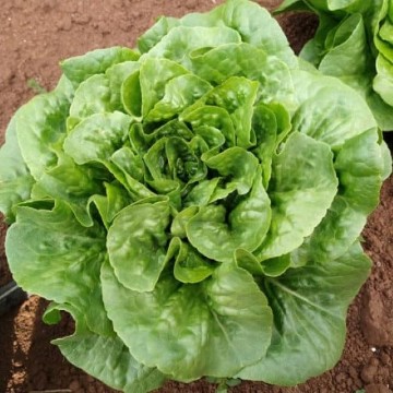 Winter Density Lettuce Seeds