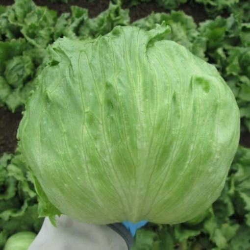 Great Lakes Mesa 659 Lettuce LC53-750
