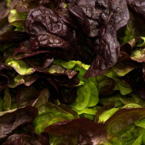 Burgundy Boston Lettuce LC56-750