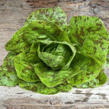 Freckles Lettuce Seeds