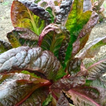 Petite Rouge Lettuce Seeds