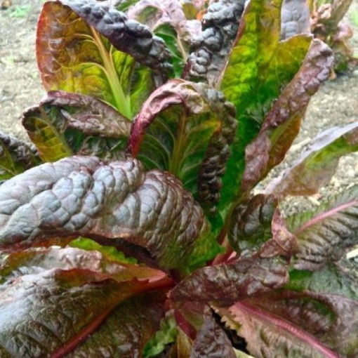 Petite Rouge Lettuce LC58-750