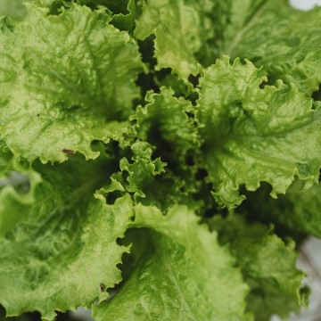 Slobolt Lettuce Seeds