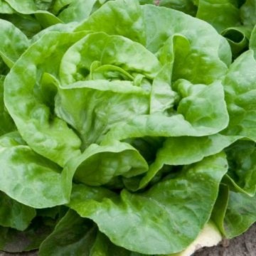 Wayahead Lettuce Seeds