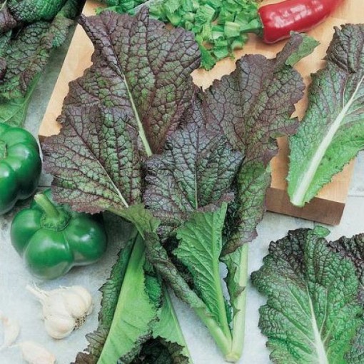 Red Giant Mustard MU4-1000