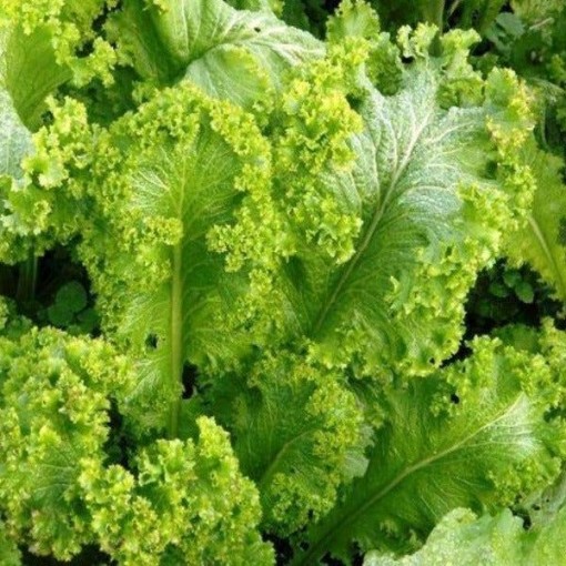 Green Wave Mustard MU7-1000