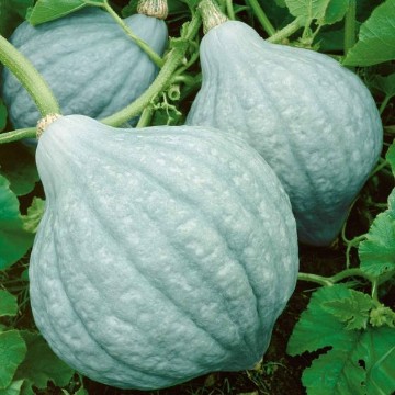 Blue Hubbard Squash Seeds