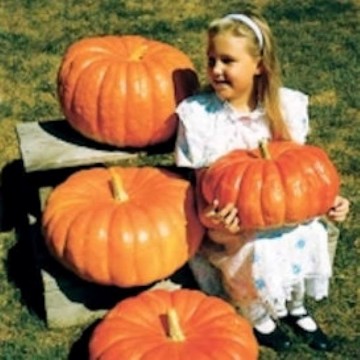 Cinderella Pumpkin Seeds