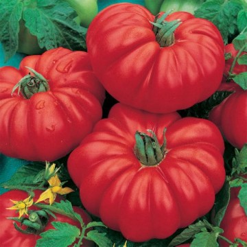 Costoluto Genovese Tomato Seeds