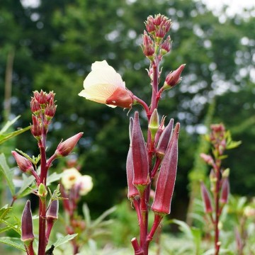 Red Burgundy Okra Seeds