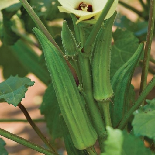 Clemson Spineless Okra OK4-50
