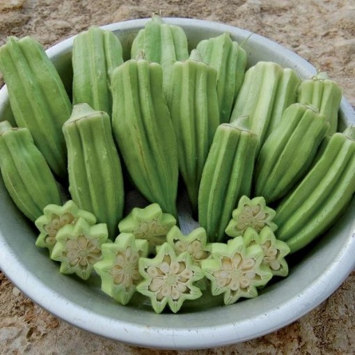 Star of David Okra OK11-50