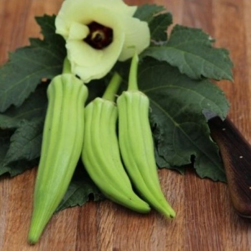 Cow Horn Okra OK13-50
