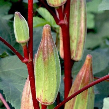 Hill Country Red Okra Seeds