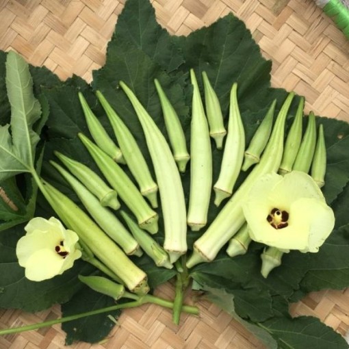 White Velvet Okra OK26-10
