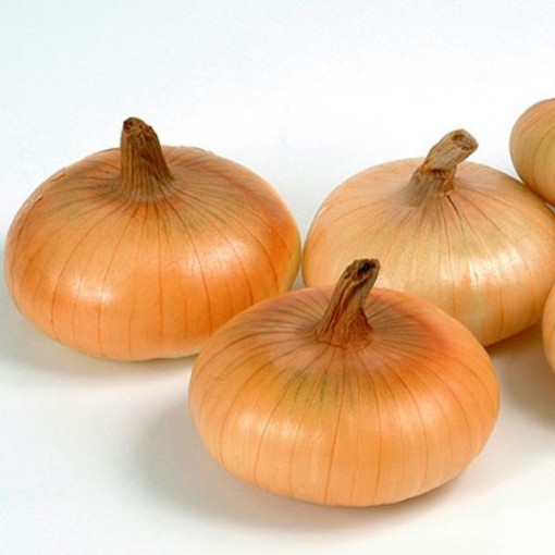 Gold Coin Onions ON4-250