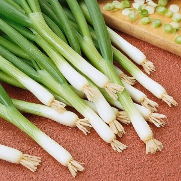 Ishikura Improved Bunching Onion Seeds