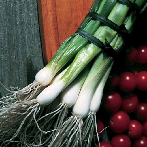 Southport White Bunching Onions ON11-250