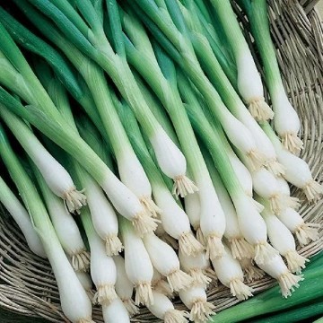 Tokyo Long White Bunching Onion Seeds