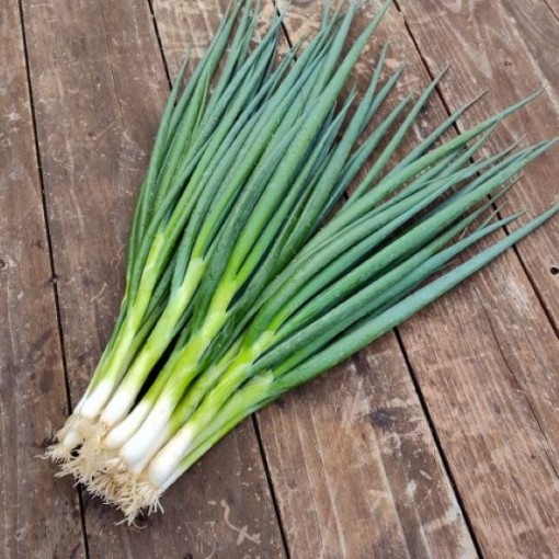 White Spear Bunching Onions ON17-250