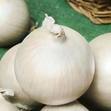 White Sweet Spanish Onion Seeds
