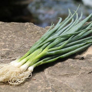 Heshiko Bunching Onion Seeds
