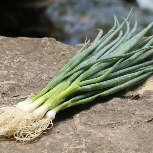 Heshiko Bunching Onions ON27-250