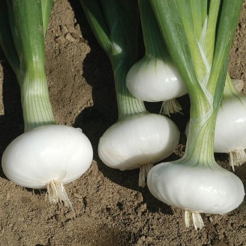Bianca Di Maggio Onion Seeds