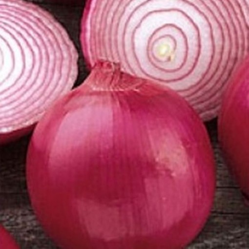 Red Grano Onions ON39-250