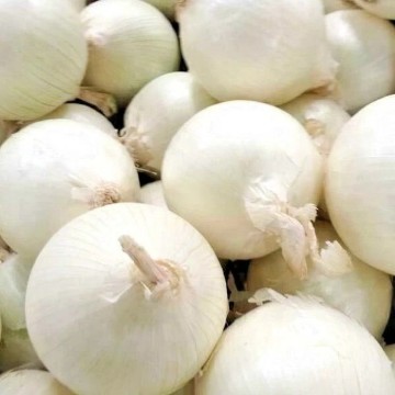Southport White Globe Onion Seeds