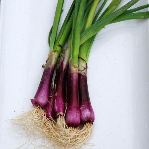 Crimson Forest Bunching Onions ON48-250