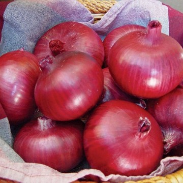 Chianti Onion Seeds