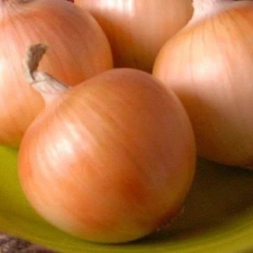 Texas Grano 1015Y Onion Seeds