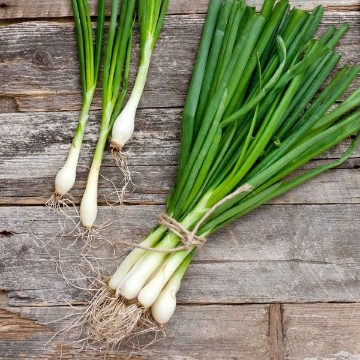 Nebuka Evergreen Bunching Onion Seeds