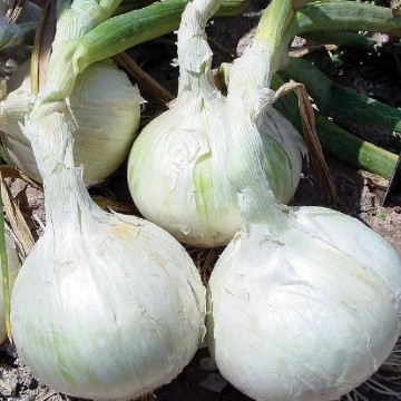 Phantom Onion Seeds