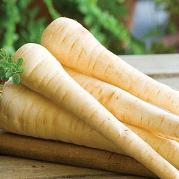 Hollow Crown Parsnip Seeds