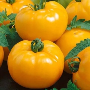 Azoychka Tomato Seeds