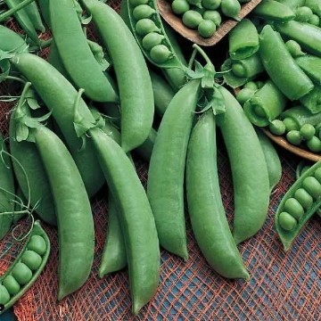Cascadia Snap Pea Seeds
