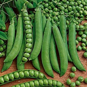 Green Arrow Sweet Pea Seeds