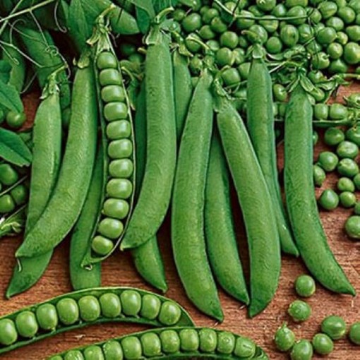 Green Arrow Sweet Peas PE2-50