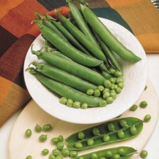 Mr Big Sweet Peas PE4-50