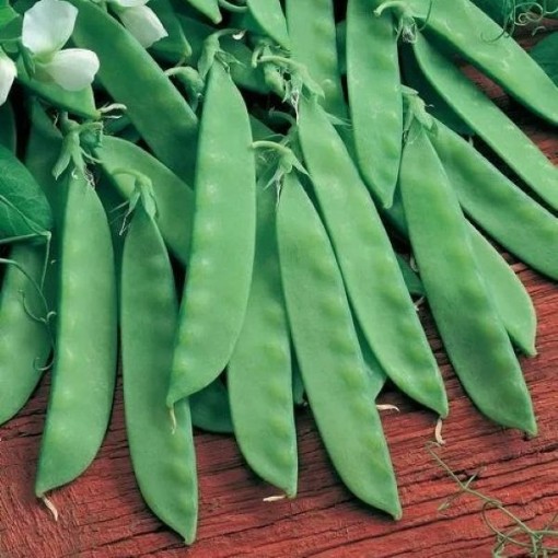 Oregon Sugar Pod II Snow Peas