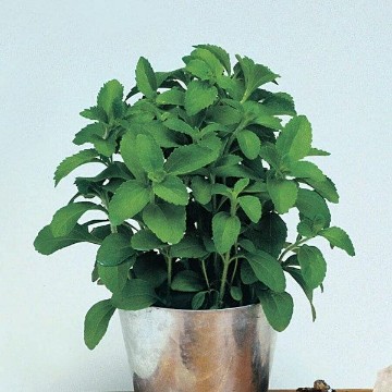 Stevia Seeds