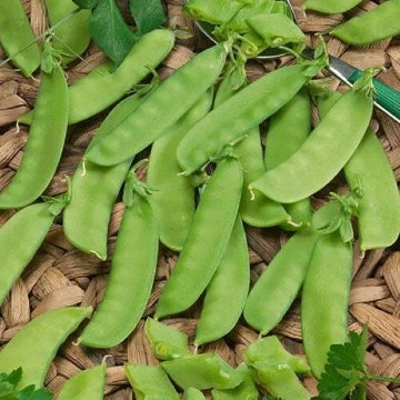 Mammoth Melting Sugar Snow Pea Seeds