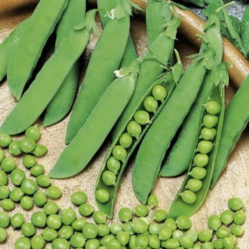 Tall Telephone Sweet Pea Seeds