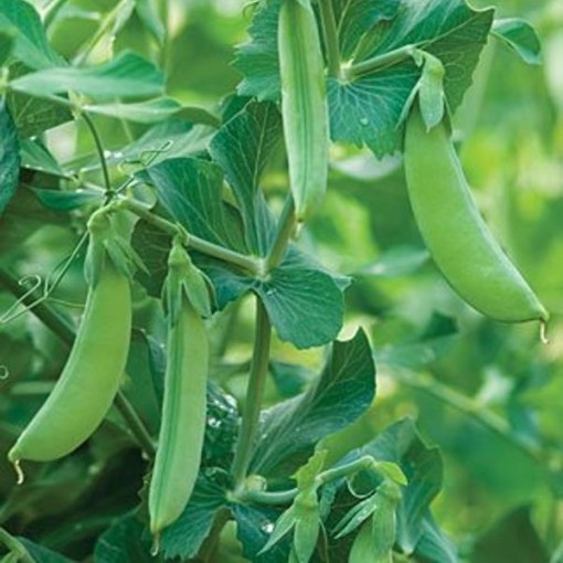 Maestro Sweet Peas PE16-50