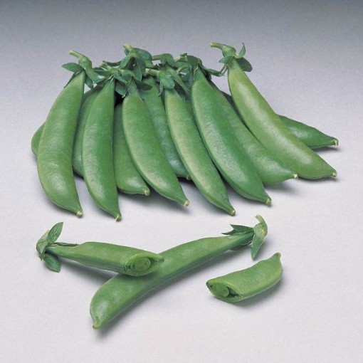 Sugar Sprint Snap Peas PE23-50