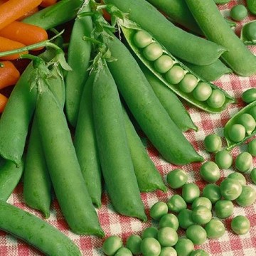 Laxton's Progress No 9 Sweet Pea Seeds