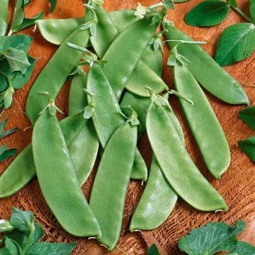 Oregon Giant Snow Pea Seeds