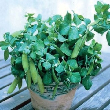 Tom Thumb Sweet Pea Seeds
